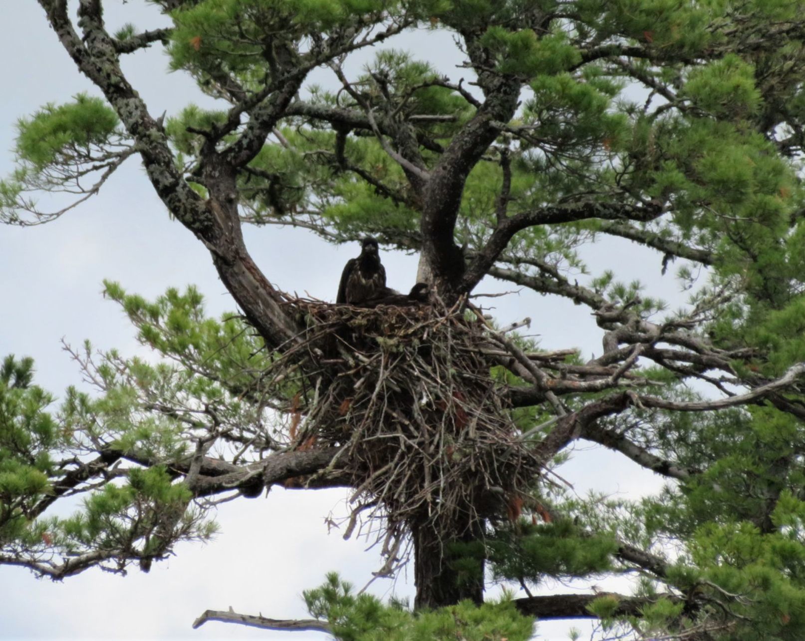Eagle nest on Umbagog